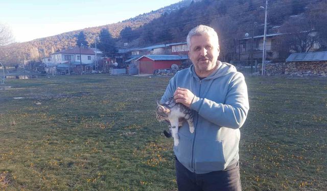 Aç kalan kediler için 30 kilometre yol gitti