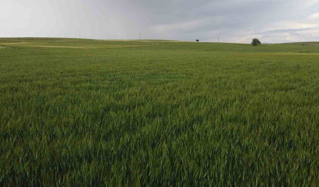 Yüksek kesimler yağışa doydu