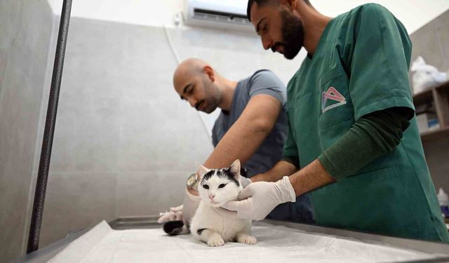 Sokak kedileri için yeni merkez hizmete girdi