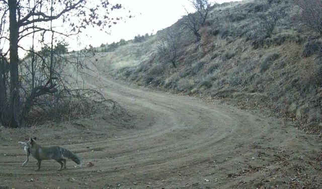Yaban hayatı fotokapan ile görüntülendi