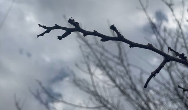 Yoğun kar yağışları çiftçinin yüzünü güldürdü