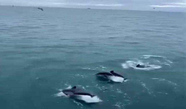 Yunusların balıkçı teknesiyle dansı kamerada