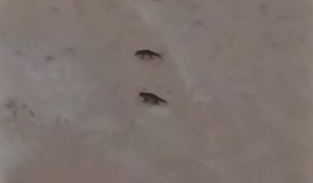 Yabani hayvanlar sık sık yerleşim bölgelerine iniyor