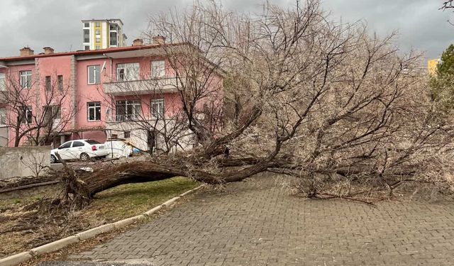 Niğde’de fırtına parkta ağacı devirdi