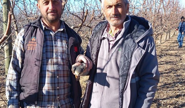 Niğde’de fabrika bahçesinde bitkin atmaca bulundu