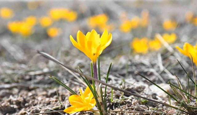 Bu yıl çiğdemler baharı erkenden müjdeledi