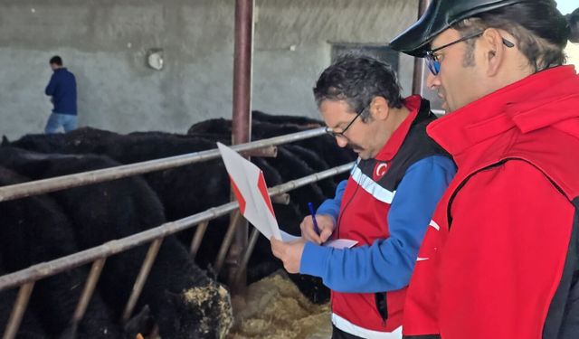 Yıldıztepe’de bir üreticiye 15 angus düve verildi