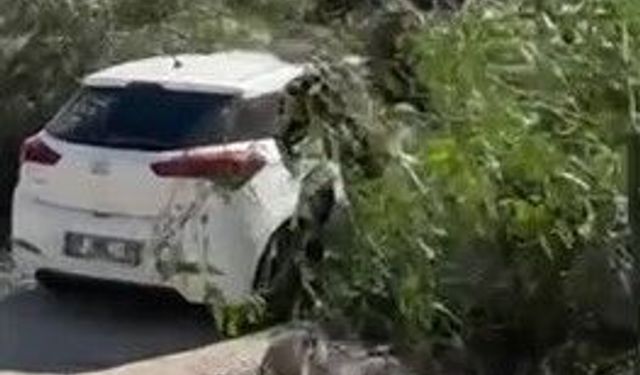 Şiddetli rüzgar ağaçları devirdi