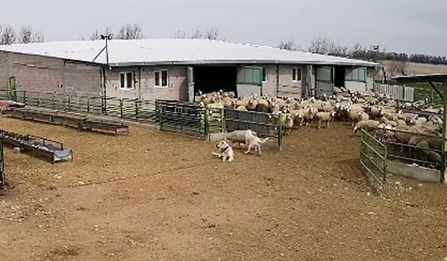 Başıboş köpek çiftliğe girip koyunları kovaladı