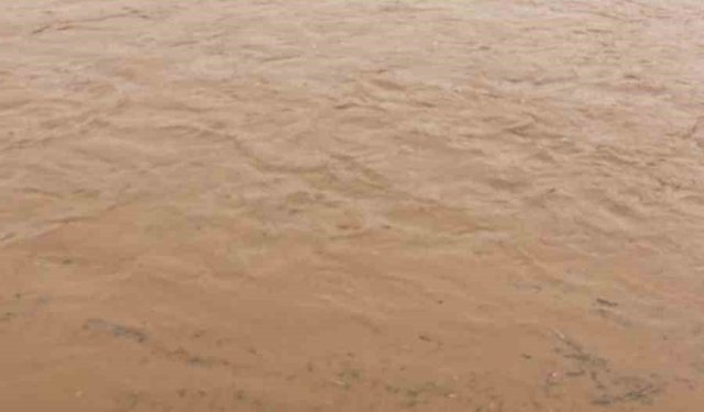 Sağanak nedeni ile onlarca koyun telef oldu