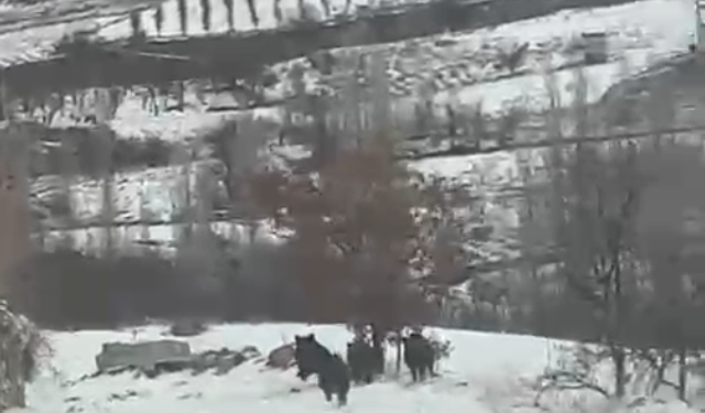 Değirmenli’de domuz sürüsü görüntülendi