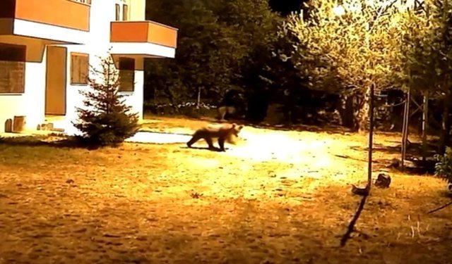 Alarm sesine aldırış etmeyen iki ayı görüntülendi