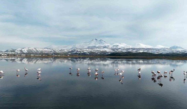 Kayseri'nin ilk flamingo kafilesi geldi