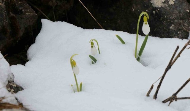 Mart karı kardelenleri yeniden beyaza bürüdü