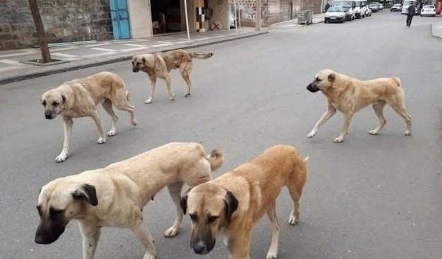 Sahipli hayvanını terk edene 108 bin TL ceza