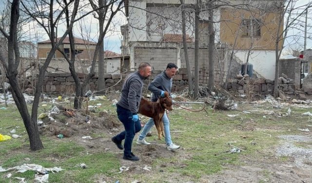 Saldırgan köpeğin resmî olmayan sahibi ortaya çıktı