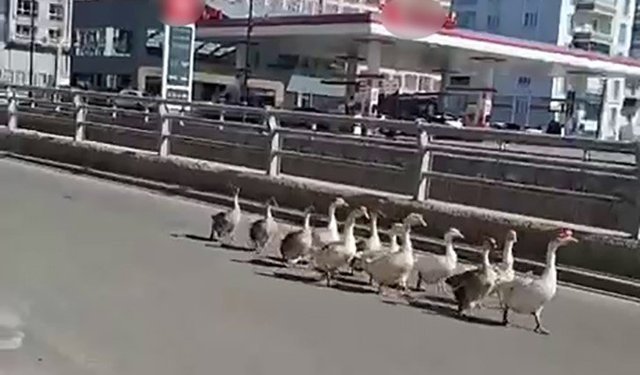 Kazların geçidi böyle görüntülendi