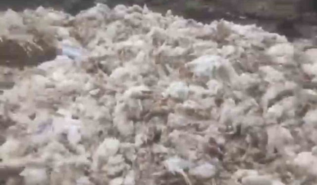 Ölü tavuklar ormana atıldı