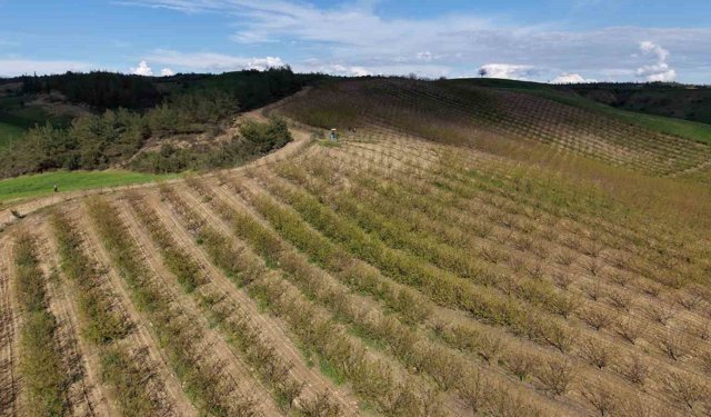 Dolu kayısı bahçelerini vurdu, çağlalar yere döküldü