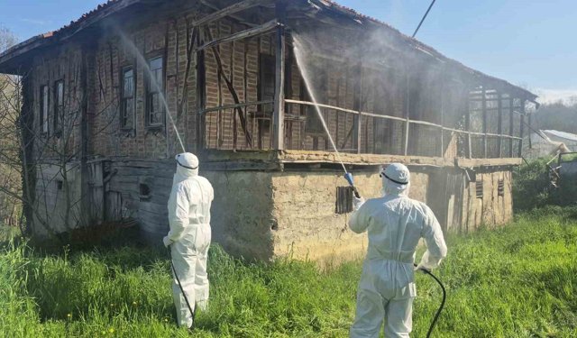 Kahverengi kokarca kış uykusunda yok edilecek