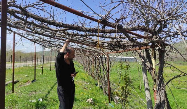 Ani hava değişimleri meyve bahçelerini vurdu