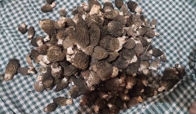 Kuzugöbeği tutkunları sahaya çıktı