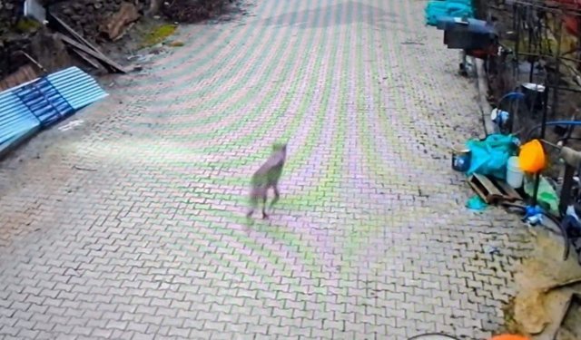 Yerleşim alanına inen kurt görüntülendi