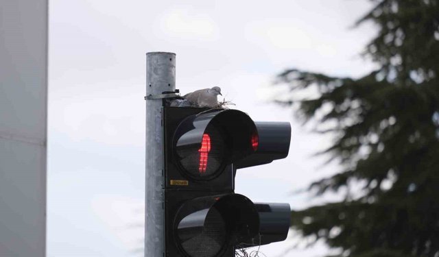 En işlek kavşağındaki trafik lambasına yuva yapan kumru görenleri şaşırtıyor