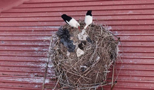 Yıllardır süren gelenek bozulmadı, Sivas'ın 'Leylekli okulu' misafirlerine kavuştu