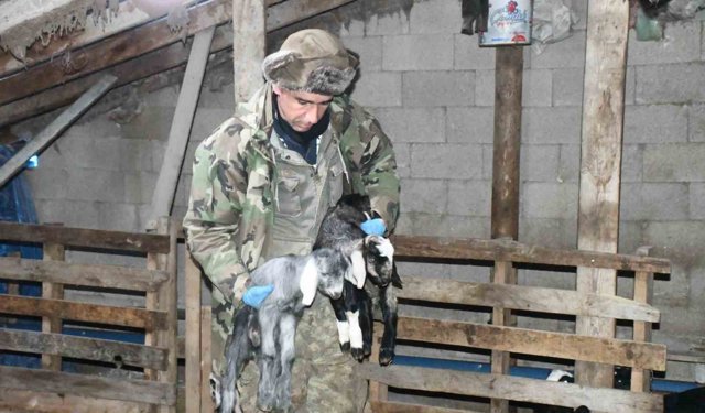 Keçi yetiştiricisi kireçli yöntemle hayvan kayıplarını önledi