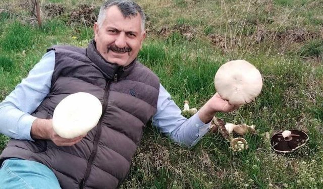 Elmalı'da baharın habercisi dev mantarlar çıktı