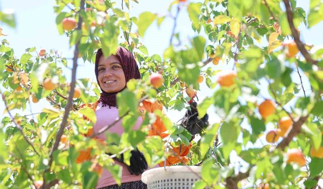 Adana'da erkenci kayısı hasadı başladı