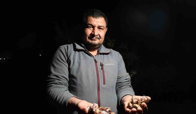 Salyangoz mesaisi: Kilogramı 35 lira