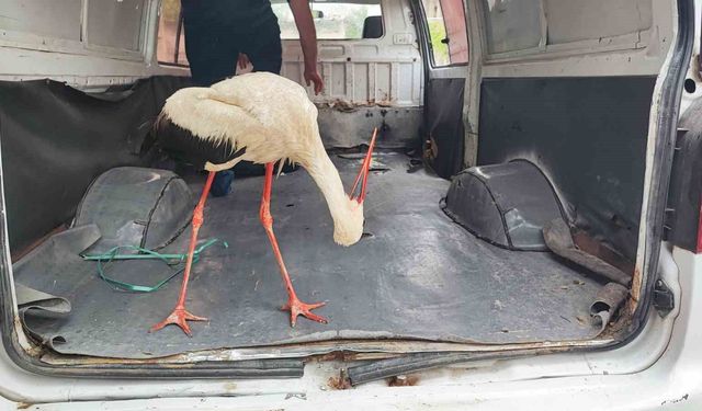 Yaralı leyleğe vatandaş sahip çıktı