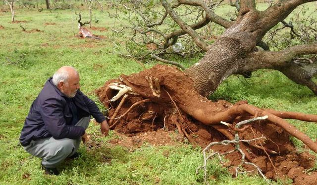 'Süper hücre' fırtınası fıstık ağaçlarını söktü