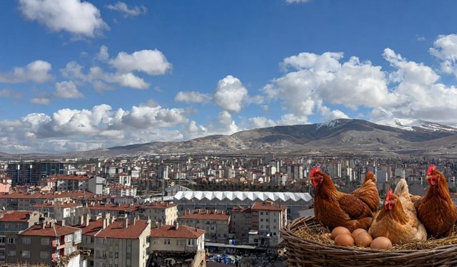 Niğde’de yumurta tavuğu sayısı 557 bini aştı