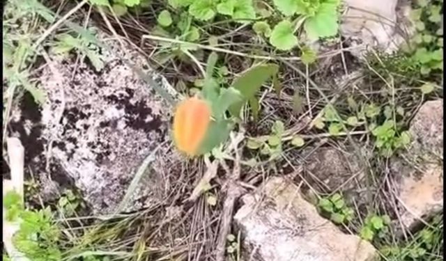 Niğde’de koruma altındaki ters lale görüntülendi!