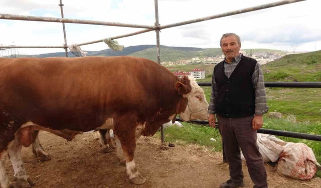 Hayvan pazarında kurbanlıklar alıcısını bekliyor