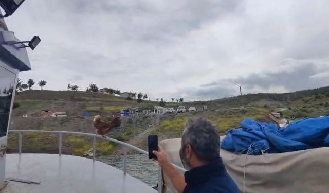 'Kaptan Tavuk' görenleri gülümsetti