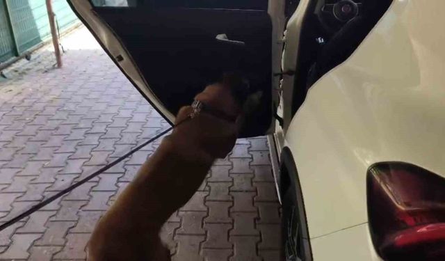 625 kilo bonzai üretilebilecek ham madde ele geçirildi, süphelinin 'Düğüne gittim' savunması dikkat çekti