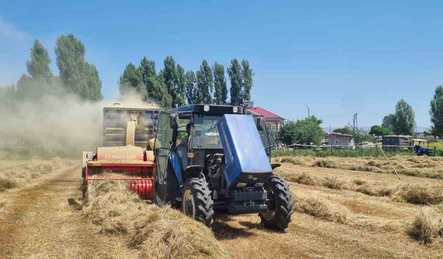 Çiftçilerin kışlık yem mesaisi sürüyor