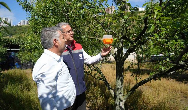 Meyvelerin en büyük düşmanına savaş açıldı