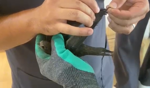 Niğde’de çatıda tellere sıkışan kuşu itfaiye kurtardı