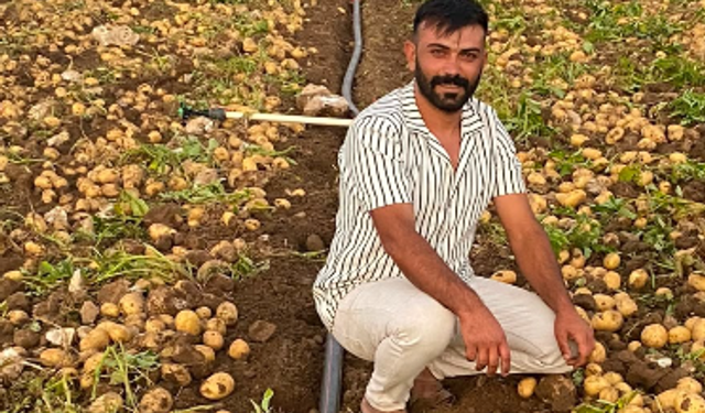 Zorlu sezonun ardından patates hasadı başladı