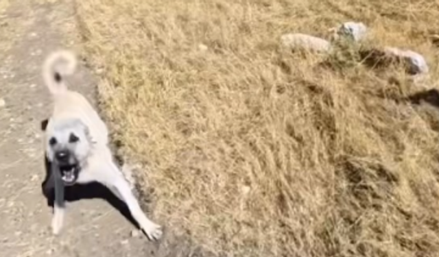 Aladağlar'da sporcuya çoban köpekleri saldırdı