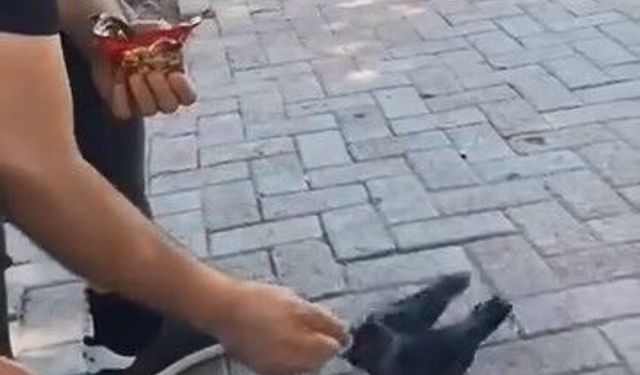 Bir vatandaş, kargayı elleriyle besledi