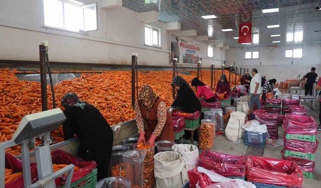 Havuç üretiminin yüzde 67'si Konya'dan