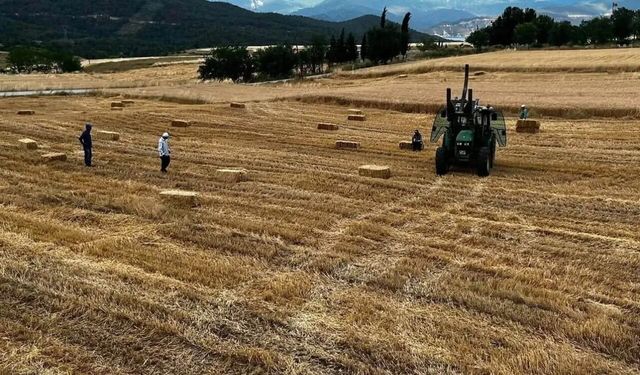 Sinop'ta yılın ilk buğdayları hasat edildi
