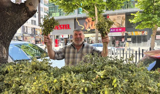 Çocukluğun lezzeti yeşil nohut yeniden tezgâhlarda