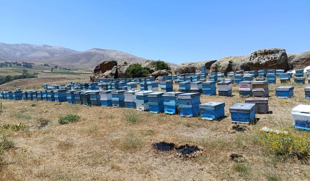 Niğde'de arı sütü sağımı başladı